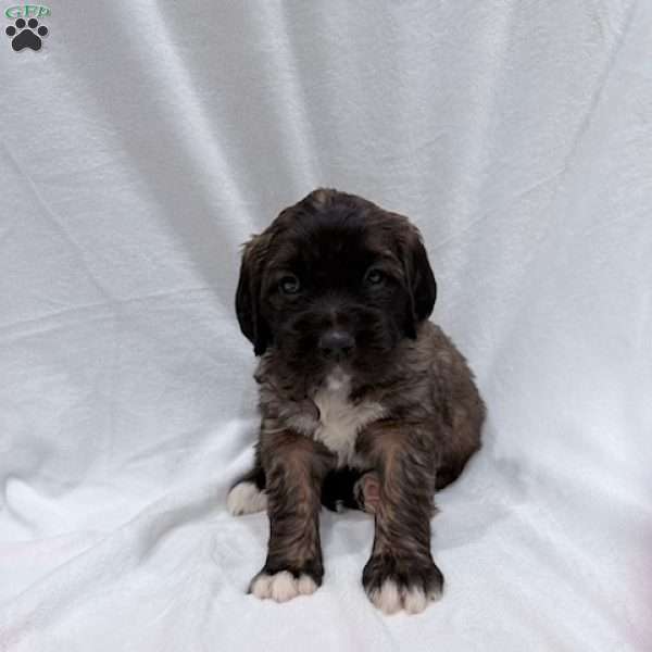 Light Blue, Saint Berdoodle Puppy